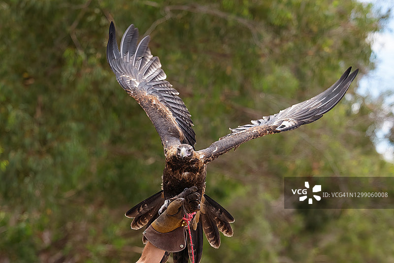 澳洲雄伟的楔尾鹰图片素材