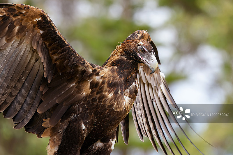 澳洲雄伟的楔尾鹰图片素材