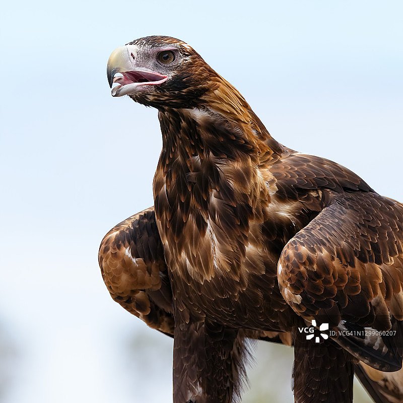 澳洲雄伟的楔尾鹰图片素材
