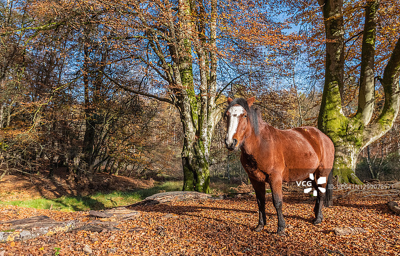 英国汉普郡新森林小马图片素材