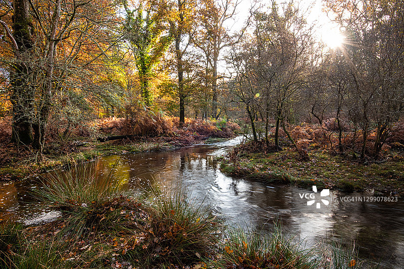 英国汉普郡林地新森林溪流图片素材