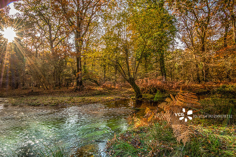 英国新森林林地溪流图片素材