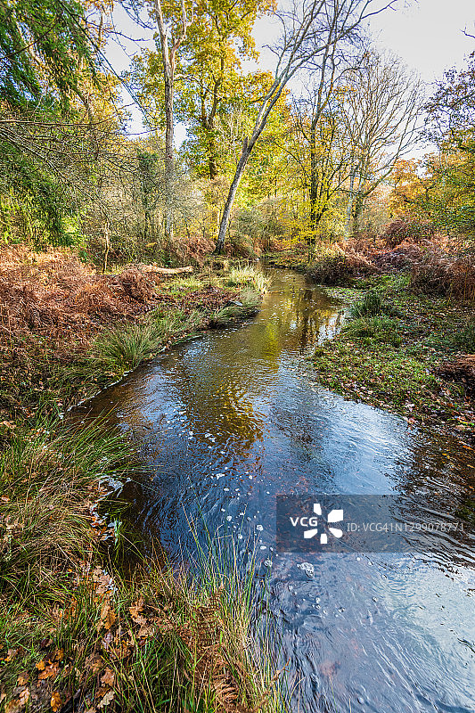 英国新森林林地溪流图片素材