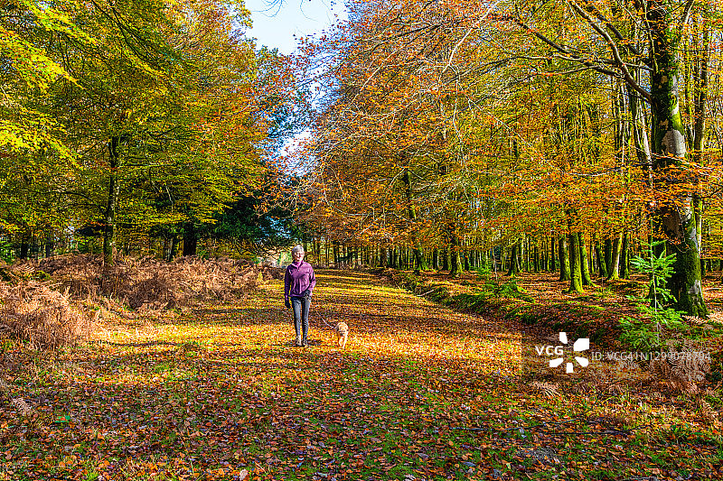 新森林，遛狗的女子，英国汉普郡新森林图片素材