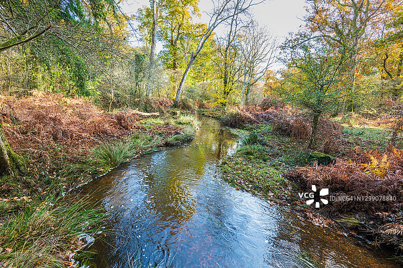 英国新森林林地溪流图片素材