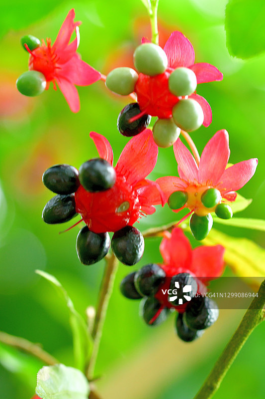 桂叶黄梅/米老鼠树图片素材