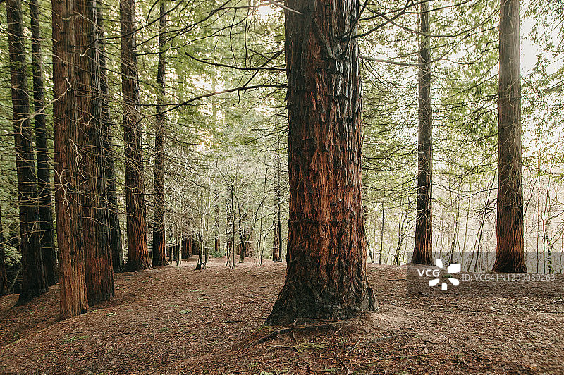 红杉森林图片素材