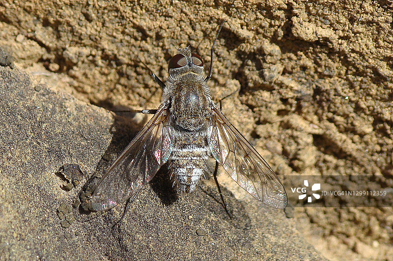 蜂蝇(Spogostylum isis)图片素材