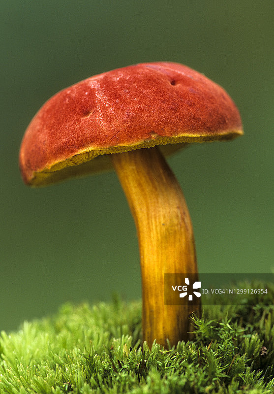 可食用蘑菇：牛肝菌图片素材