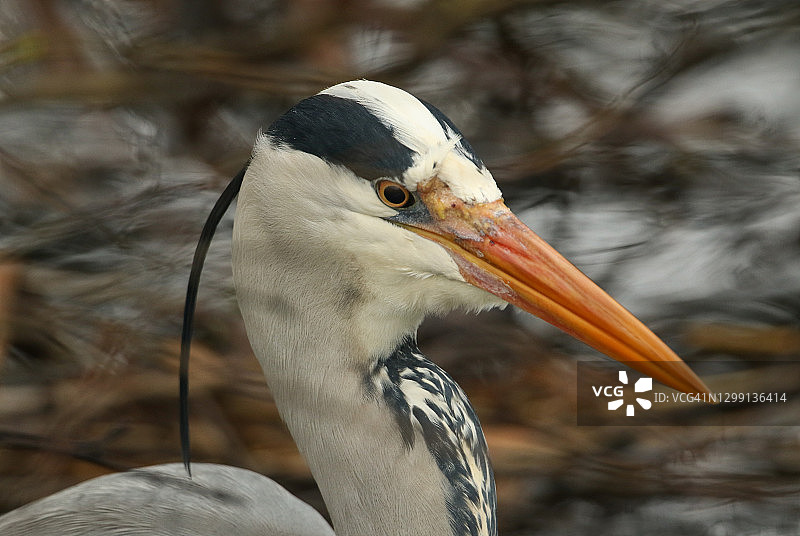 苍鹭在河岸边捕食的头部特写图片素材