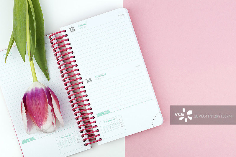 打开的个人记事本与一朵洋红色和白色郁金香，背景为彩色粉色图片素材
