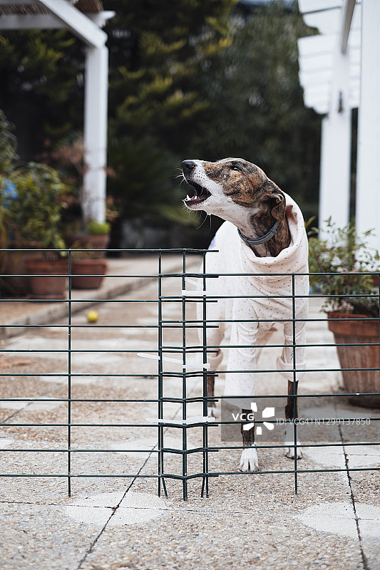 在花园里的可爱小狗图片素材