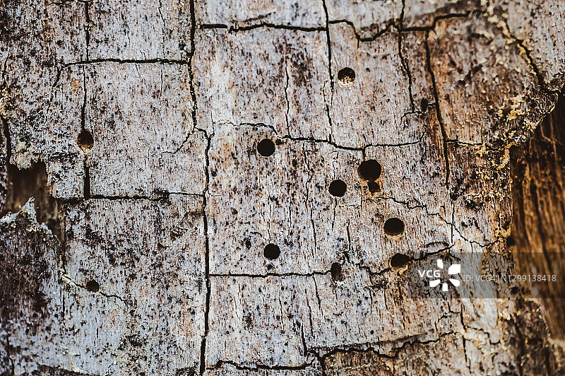 干燥的树皮图片素材