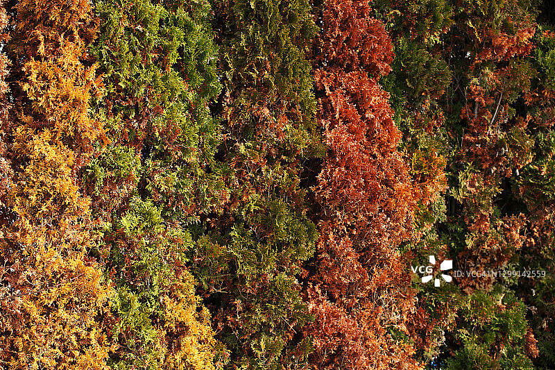 北美乔柏纹理图片图片素材