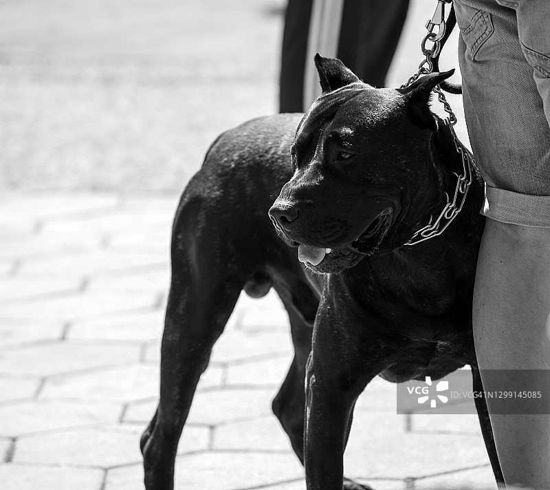 意大利卡斯罗犬图片素材