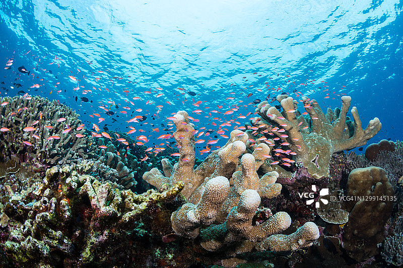布纳肯海洋公园的硬珊瑚图片素材