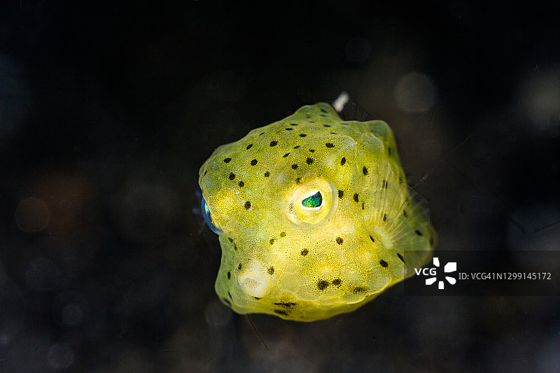 幼年黄箱鲀图片素材