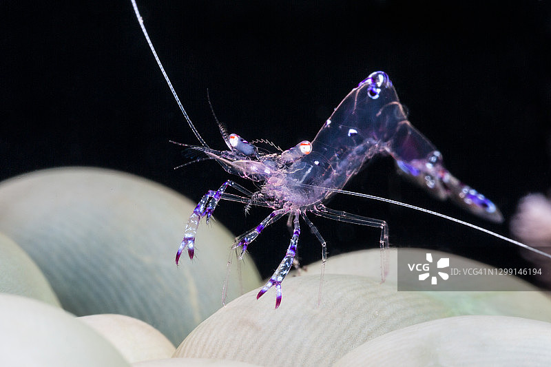 萨拉斯瓦蒂海葵虾图片素材