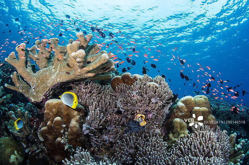 布纳肯海洋公园的硬珊瑚图片素材