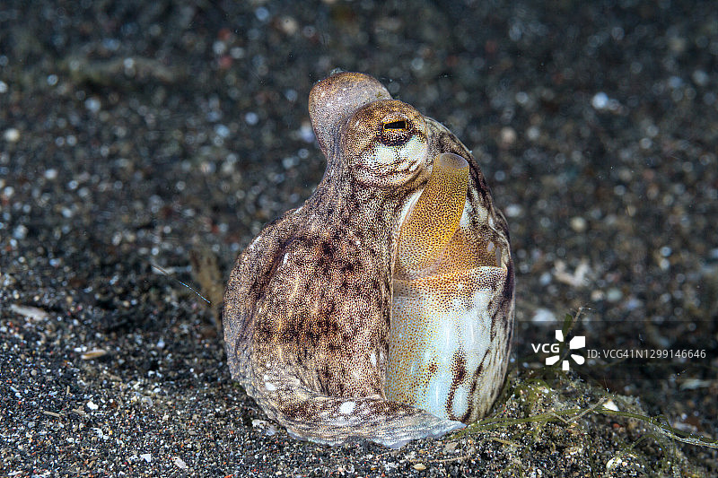 椰子章鱼图片素材