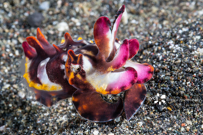 火焰乌贼图片素材