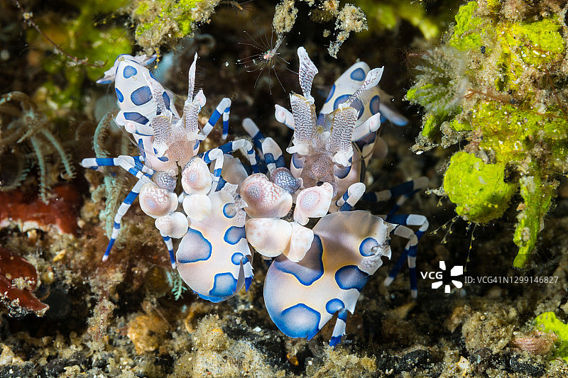 优雅的 harlequin 海虾一对图片素材