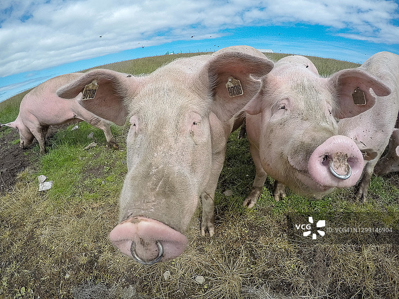 政治与猪图片素材
