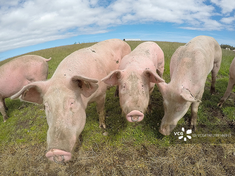 英国农场素材图片素材