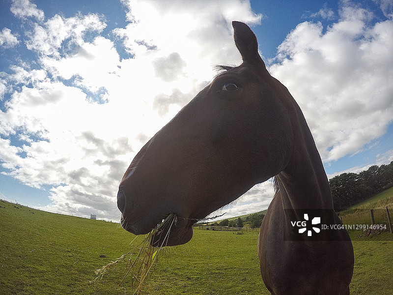 吃草的马（特写）图片素材