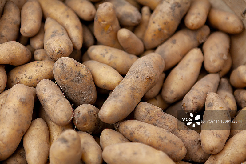 小土豆特写图片素材