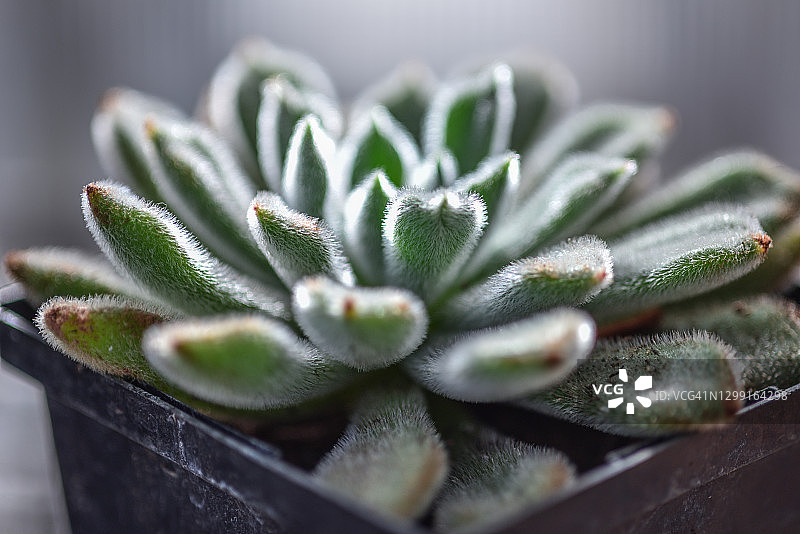 绒毛叶子的Echeveria setosa特写图片素材