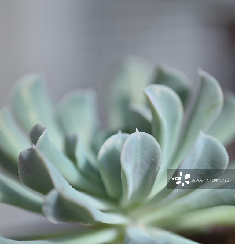 石莲花 Topsy Turvy 特写图片素材