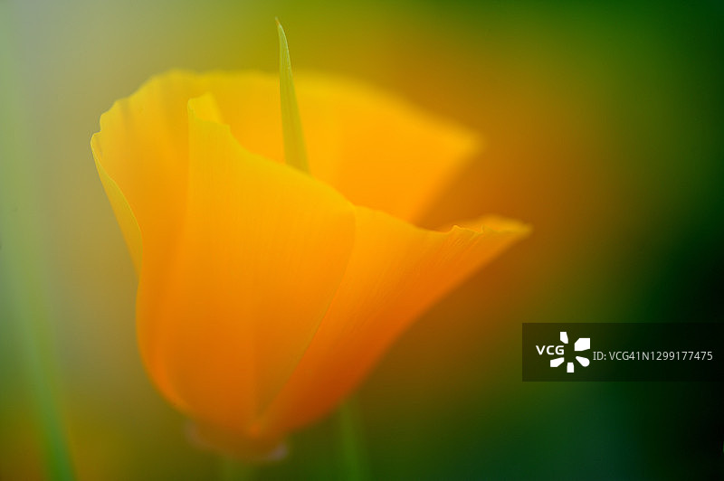 金罂粟花图片素材