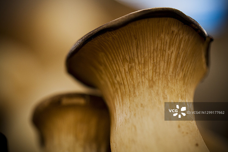 杏鲍菇特写，形成引人注目的抽象效果，非常适合做背景。选择性聚焦技术。图片素材