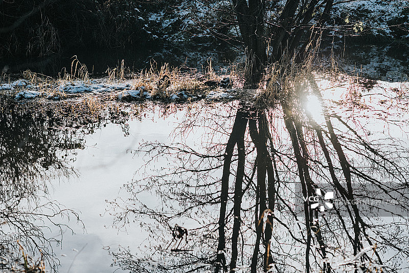 水中倒影的树木图片素材