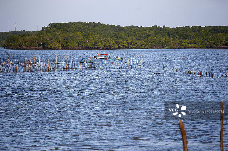 巴西亚马逊地区的红树林图片素材