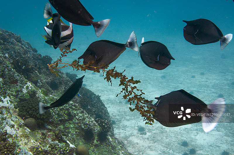 短吻鼻鱼群食用海草图片素材