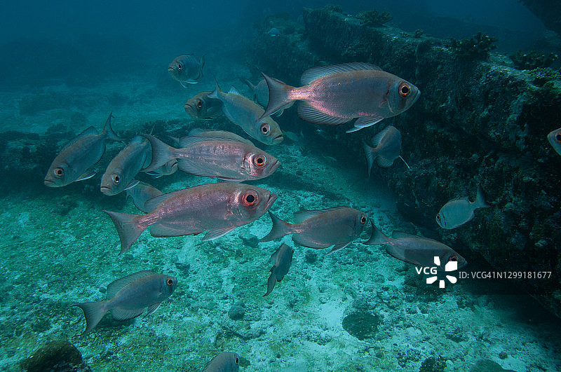 塞舌尔的镰尾大眼鲷鱼群图片素材