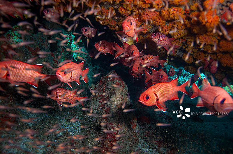 塞舌尔的镰尾大眼鲷鱼群图片素材