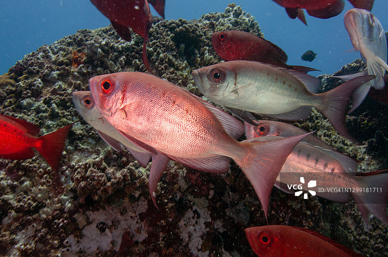 塞舌尔的镰尾大眼鲷鱼群图片素材