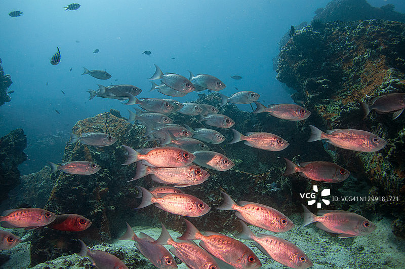 塞舌尔的镰尾大眼鲷鱼群图片素材