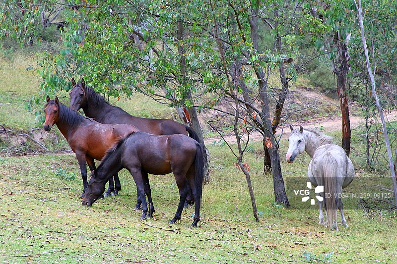 澳大利亚维多利亚州高地的野生澳洲野马图片素材