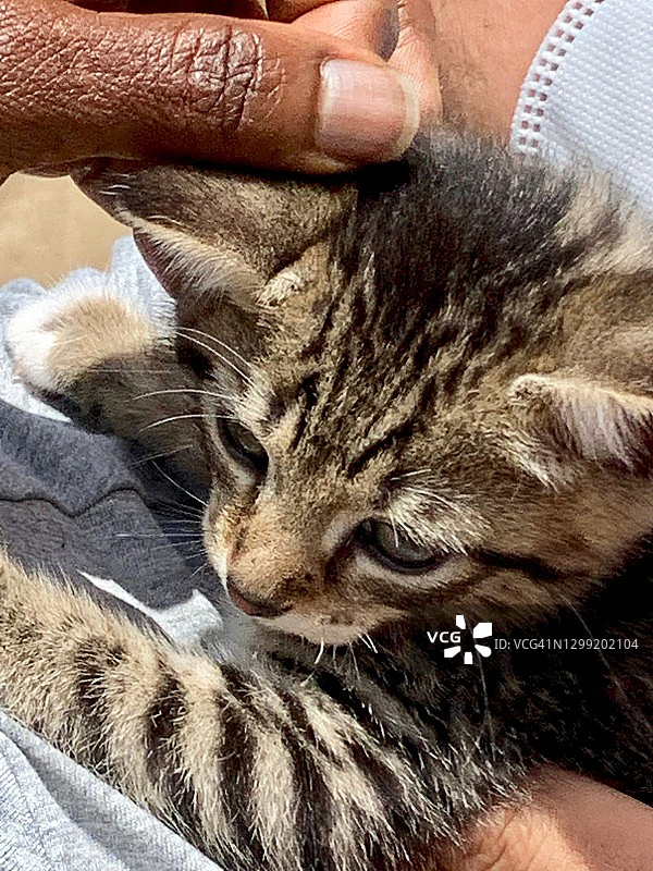 爱抚小猫图片素材