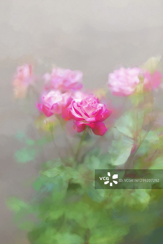 花园里绘画风格的粉色玫瑰图片素材
