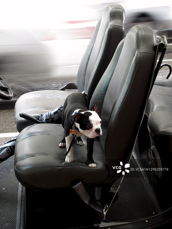 坐在驾驶座上的小狗图片素材