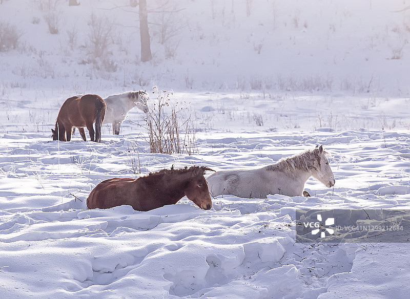 在阿尔泰山冬季雪地里吃草的马图片素材