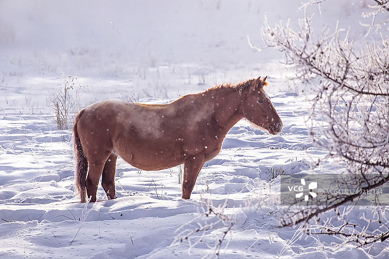在阿尔泰山冬季雪地里吃草的马图片素材
