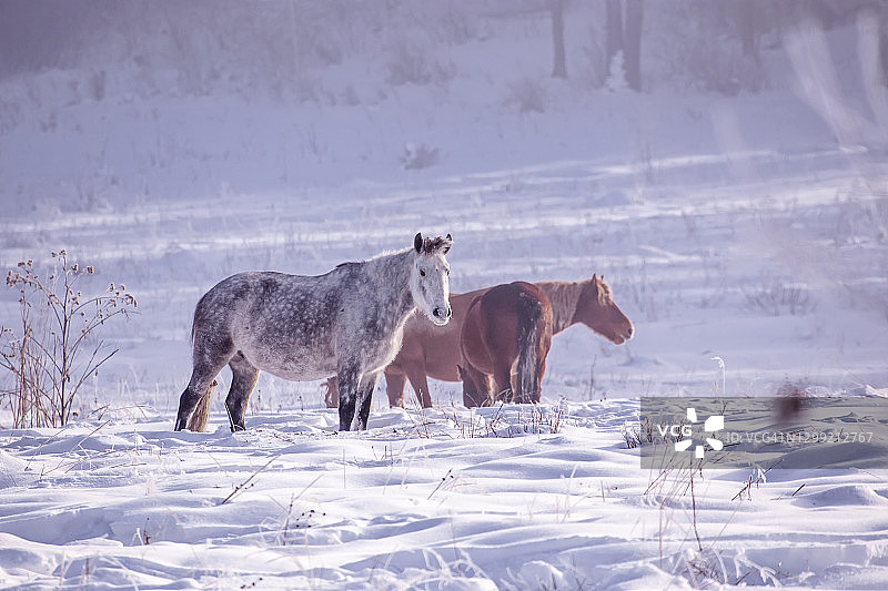 在阿尔泰山冬季雪地里吃草的马图片素材