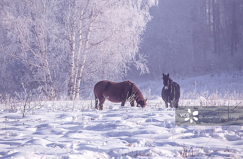 在阿尔泰山冬季雪地里吃草的马图片素材