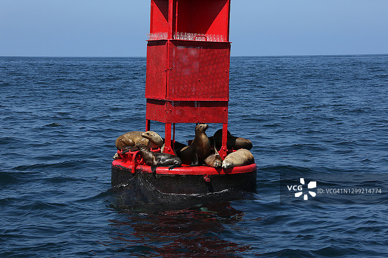 旅行目的地：长滩野生动物图片素材